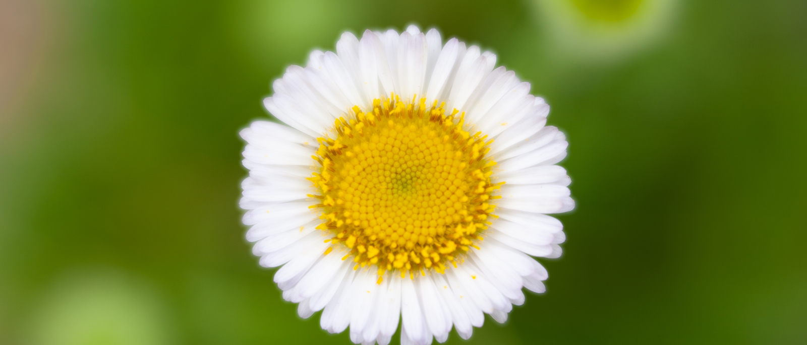 Erigeron_glaucus