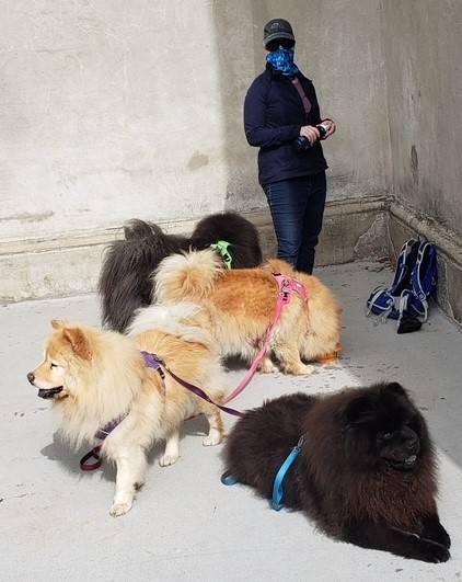 Picture of Mary Graham with dogs